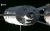 EUROPE’S ATV SUPPLY SHIP DOCKS SAFELY WITH SPACE STATION