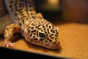RUSSIAN SATELLITE FAIL LEAVES GECKOS AND FRUIT FLIES LOST IN SPACE