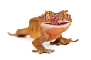 RUSSIA REGAINS CONTROL OF LIZARD SEX SATELLITE