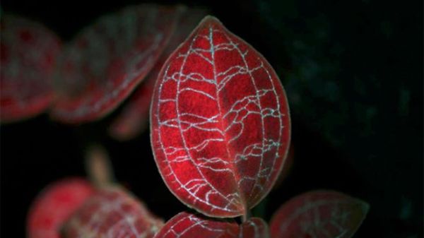 FLEX SATELLITE WILL MAP EARTH'S PLANT GLOW