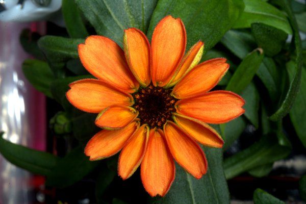 FLOWER BLOOMS ON INTERNATIONAL SPACE STATION FOR FIRST TIME