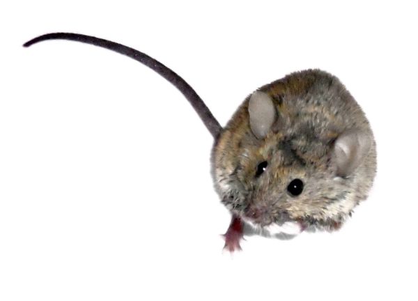 A NEW CREW OF MOUSETRONAUTS IS HEADED TO THE INTERNATIONAL SPACE STATION