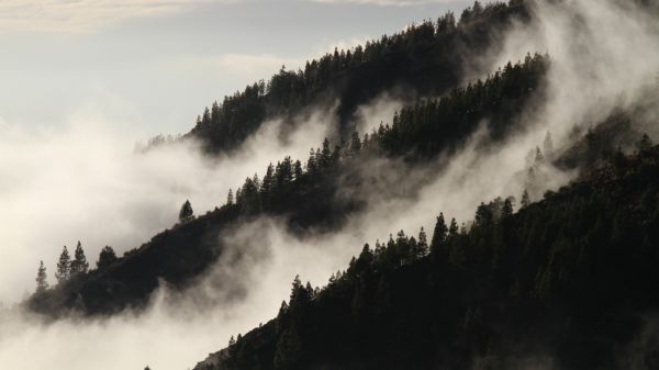 A SATELLITE WILL 'WEIGH' THE EARTH'S FORESTS FROM SPACE IN 2021