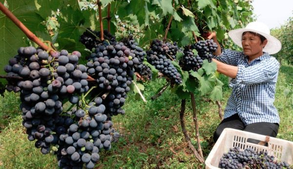 CHINA JUST LAUNCHED BOTTLES OF WINE INTO SPACE FOR AN EXPERIMENT